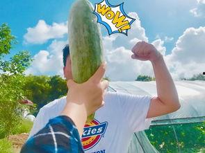 网红吃瓜意味什么,揭秘网络时代的娱乐风向标