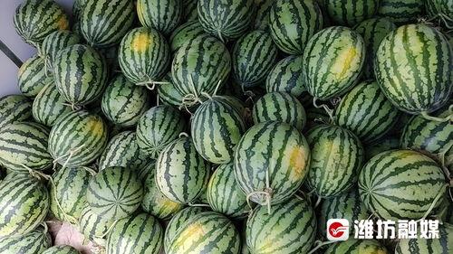 二饼康县网红吃瓜,揭秘当地美食背后的故事